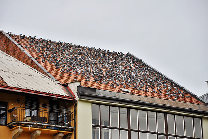 A2B Pest Control are able to install spikes to deter birds from roofs in Minster. 
