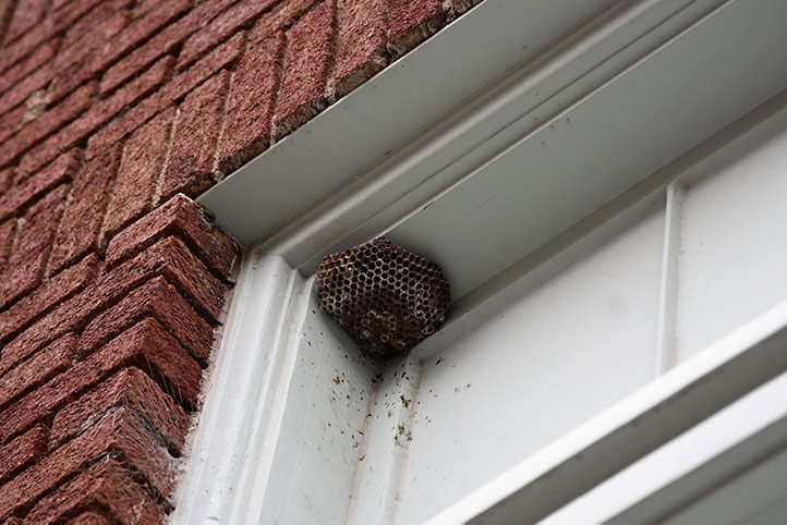 We provide a wasp nest removal service for domestic and commercial properties in Minster.